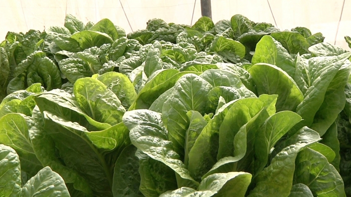  Lettuce ' successful experience of hydroponics in Palestine